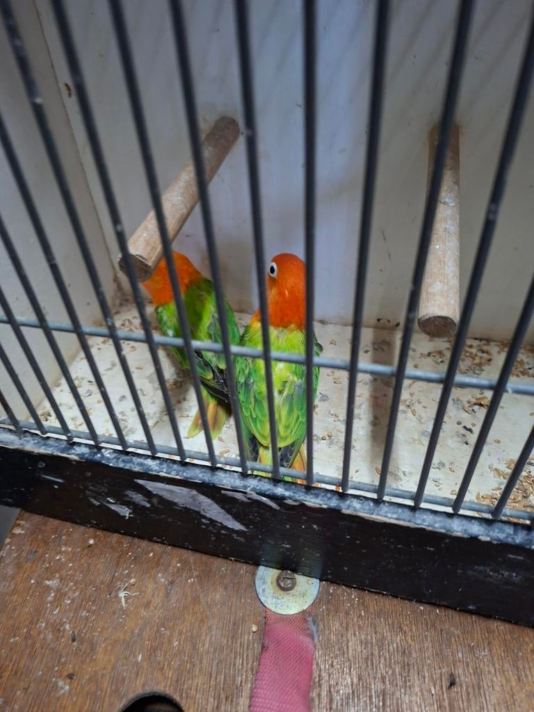 2 opaline ficheries, Dieren en Toebehoren, Meerdere dieren, Parkiet