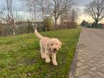 Lieve goldendoodle zoekt gouden mandje, 15 weken tot 1 jaar, Teef, Parvo, Eén hond
