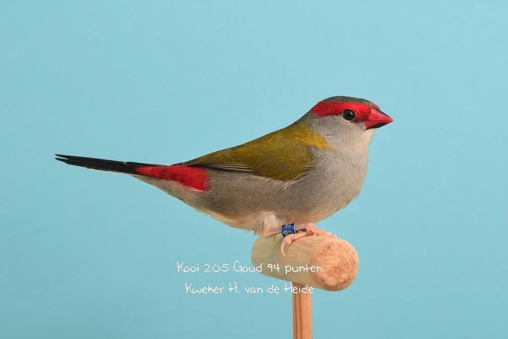 Doornastrilde man., Dieren en Toebehoren, Mannelijk