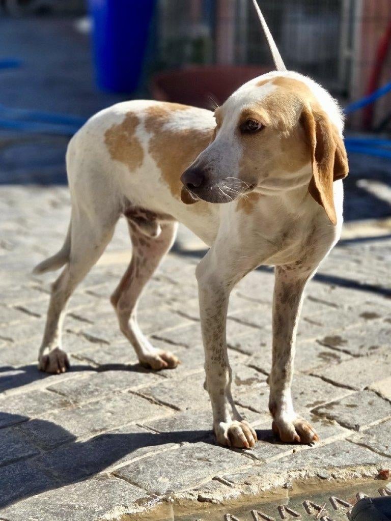 ACE: Eloy, wie neemt hem ter harte?, Particulier, 1 tot 2 jaar, Buitenland, Parvo