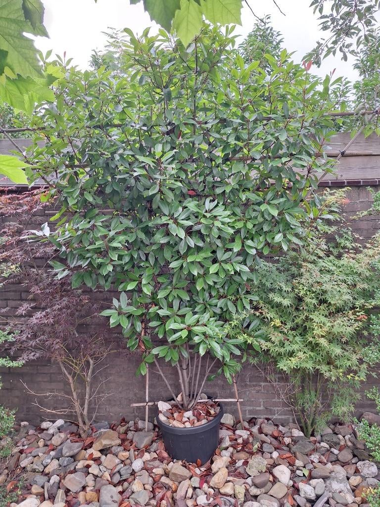 mooie grote Glansmispel (Photinia fraseri 'Red Robin) in pot, Overige soorten, Lente, 100 tot 250 cm, Ophalen