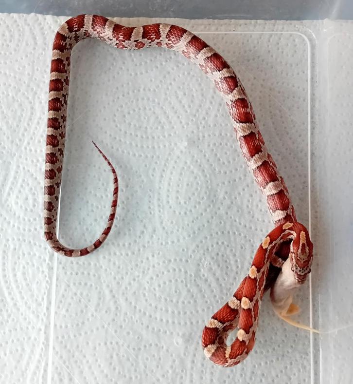Rattenslang nk 25 man Rat Snake - male for sale from Jacco