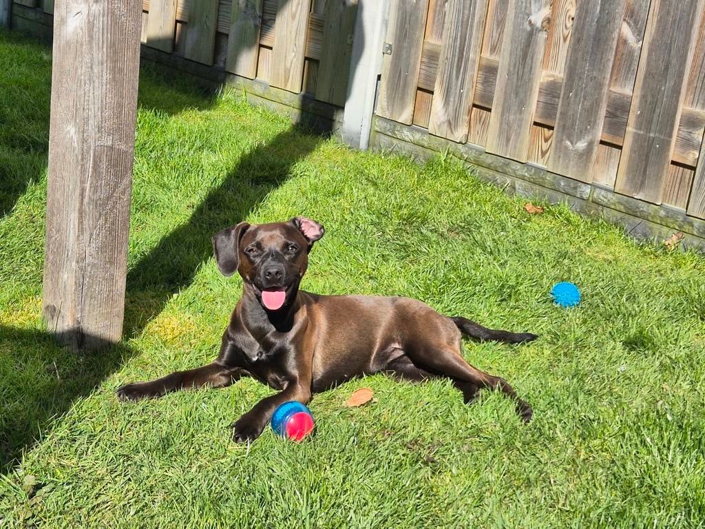 Boerenfox X Patterdale 7 maanden direct beschikbaar, Dieren en Toebehoren, Honden | Jack Russells en Terriërs, Teef, Particulier