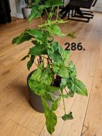 Syngonium podophyllum mottled mojito, kamerplant, Huis en Inrichting, Kamerplanten, Ophalen of Verzenden, Halfschaduw, Minder dan 100 cm