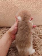 Prachtige Ragdoll kittens in unieke kleuren, Dieren en Toebehoren, Katten en Kittens | Raskatten | Langhaar, Meerdere dieren, Ontwormd