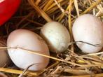 Broedeieren indische loopeend, Dieren en Toebehoren, Pluimvee, Geslacht onbekend, Eend