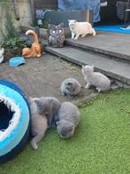 British Shorthaar Kittens!!, Dieren en Toebehoren, Katten en Kittens | Raskatten | Korthaar, Meerdere dieren