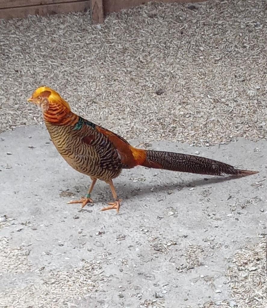 Fazant 5000-serie Goud., Dieren en Toebehoren, Pluimvee, Mannelijk, Overige soorten