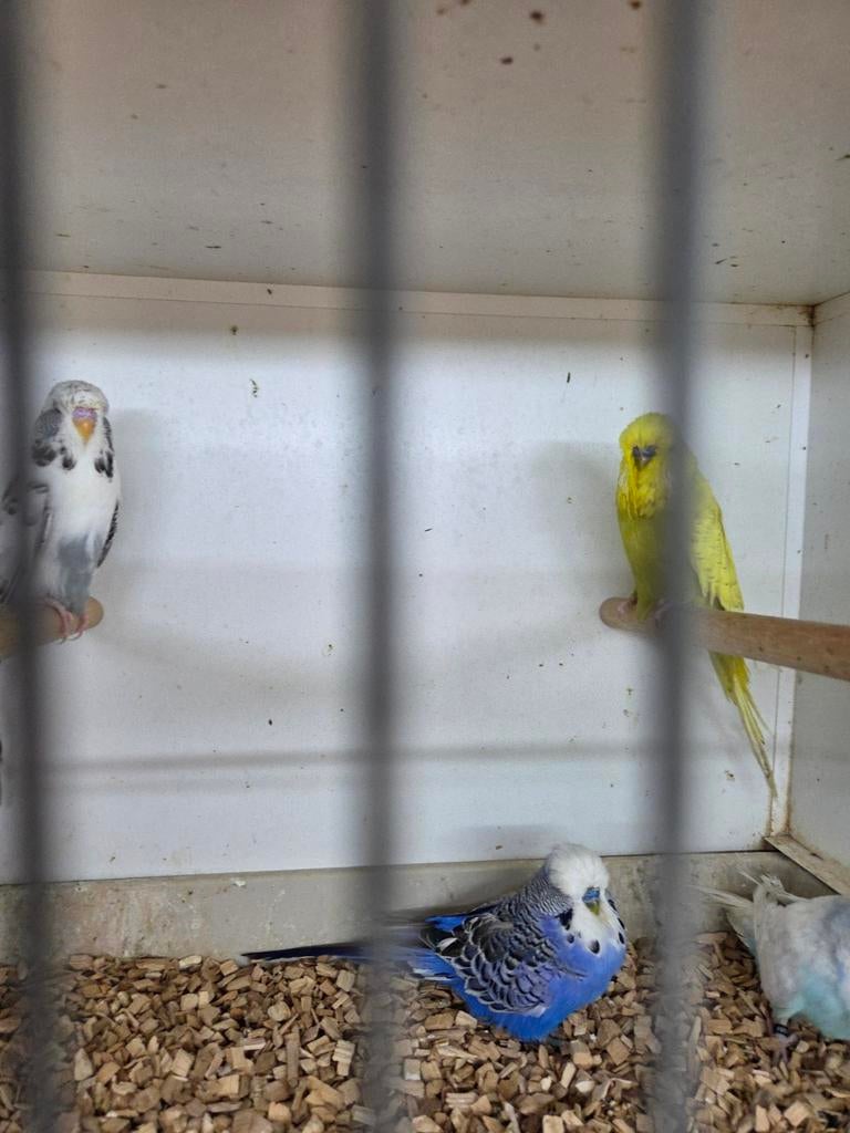 Vele kromsnavels, Meerdere dieren, Parkiet