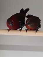 Afrikaanse tropen, Dieren en Toebehoren, Meerdere dieren, Tropenvogel