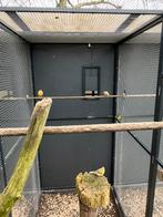 3 forse kanariemannen, Dieren en Toebehoren, Vogels | Parkieten en Papegaaien, Meerdere dieren, Parkiet