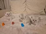 Brits korthaar kitten black silver shaded met stamboom, Meerdere dieren, Met stamboom, 0 tot 2 jaar