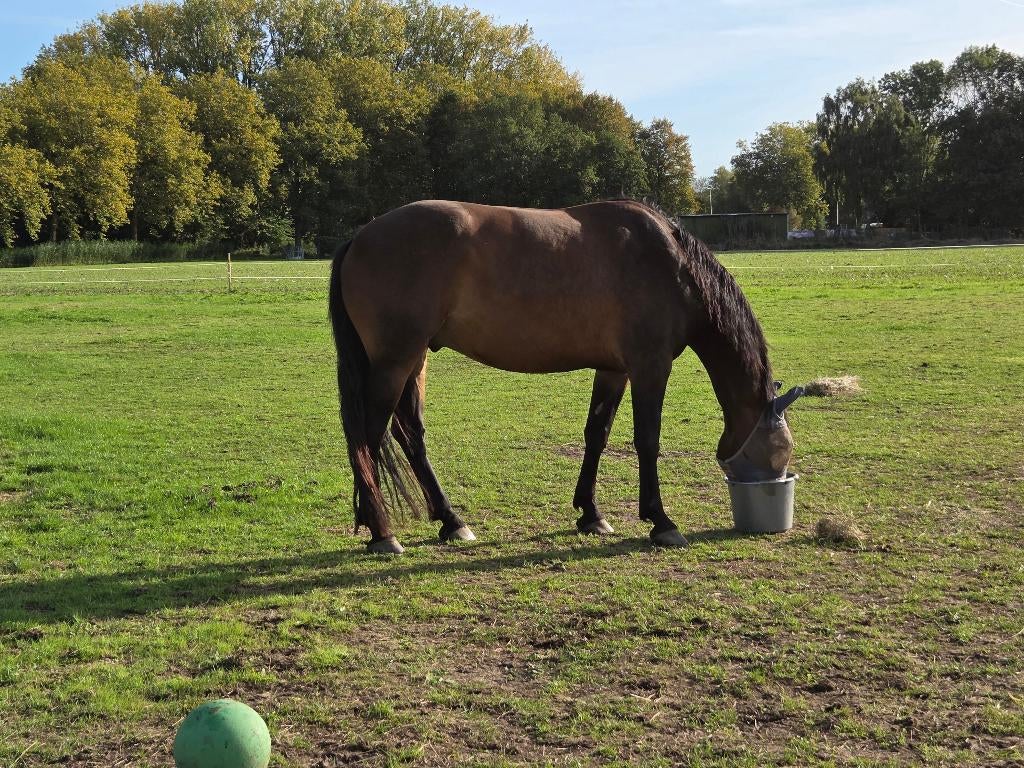 Gezocht stalling voor 2 paarden, Stalling, 2 of 3 paarden of pony's