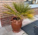 Bloempot vandaag ophalen, Ophalen of Verzenden, Overige soorten, Volle zon