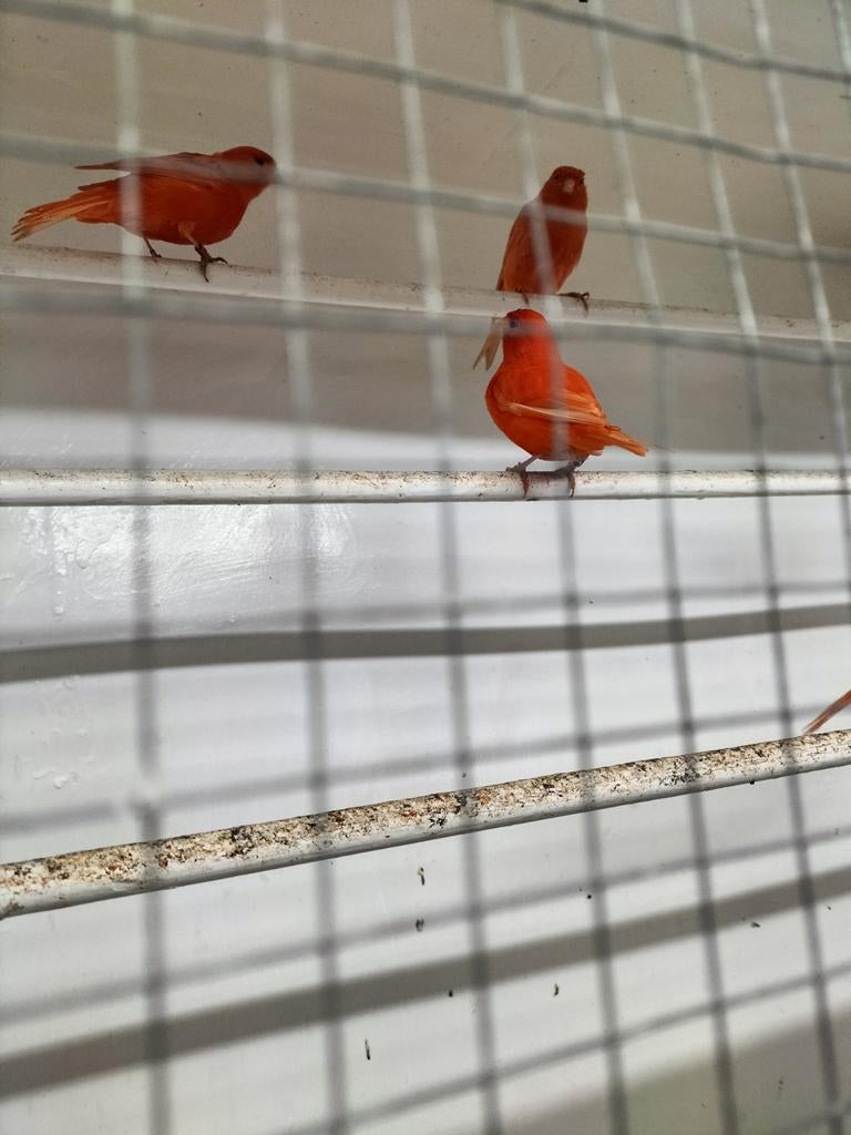 Zalm rode kanaries intensief en schimmel, Dieren en Toebehoren, Meerdere dieren, Kleurkanarie