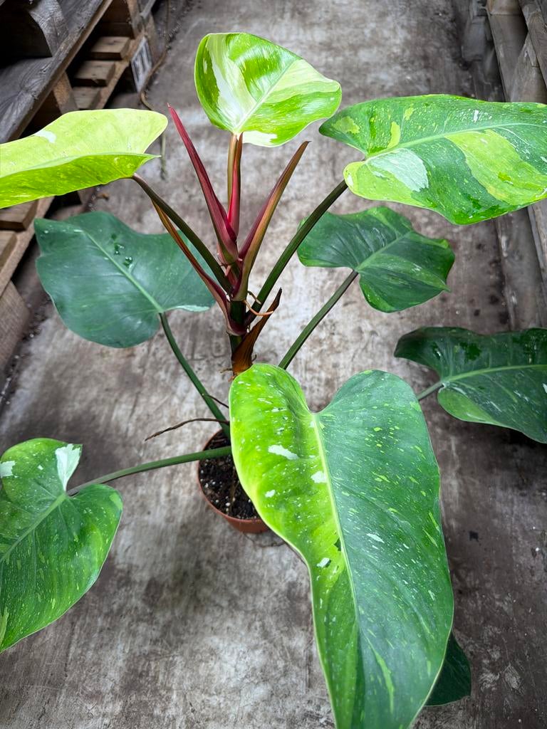 Philodendron Fresh Aurea - Nieuwe Zeldzame Plant!, Ophalen of Verzenden