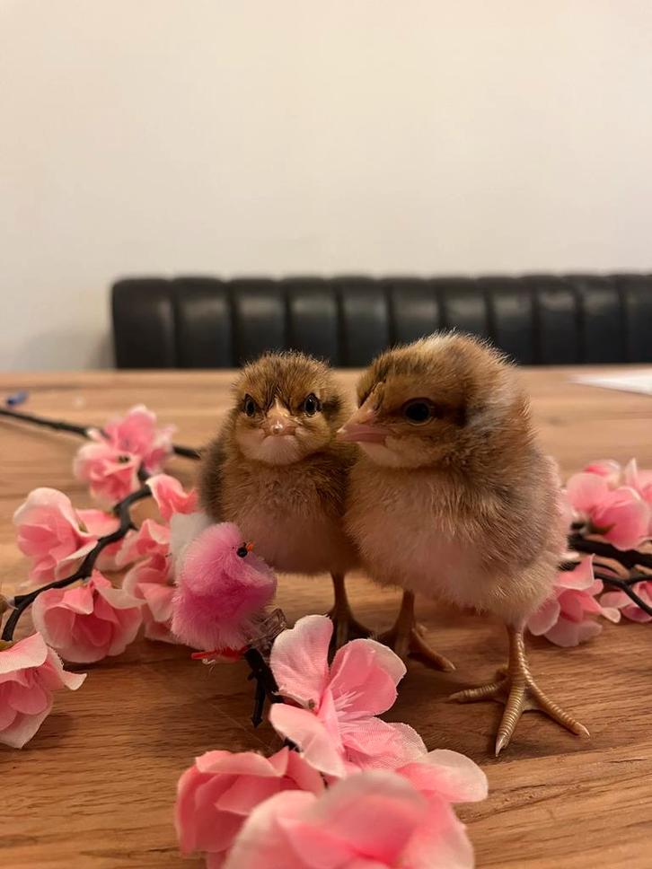 Bieleferder kuikens, Dieren en Toebehoren, Pluimvee, Kip, Vrouwelijk