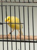 Waterslagersmannen te koop, Mannelijk, Geringd