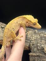 Correlophus ciliatus - Wimpergekko - Crested Gecko, Dieren en Toebehoren, Hagedis, 0 tot 2 jaar