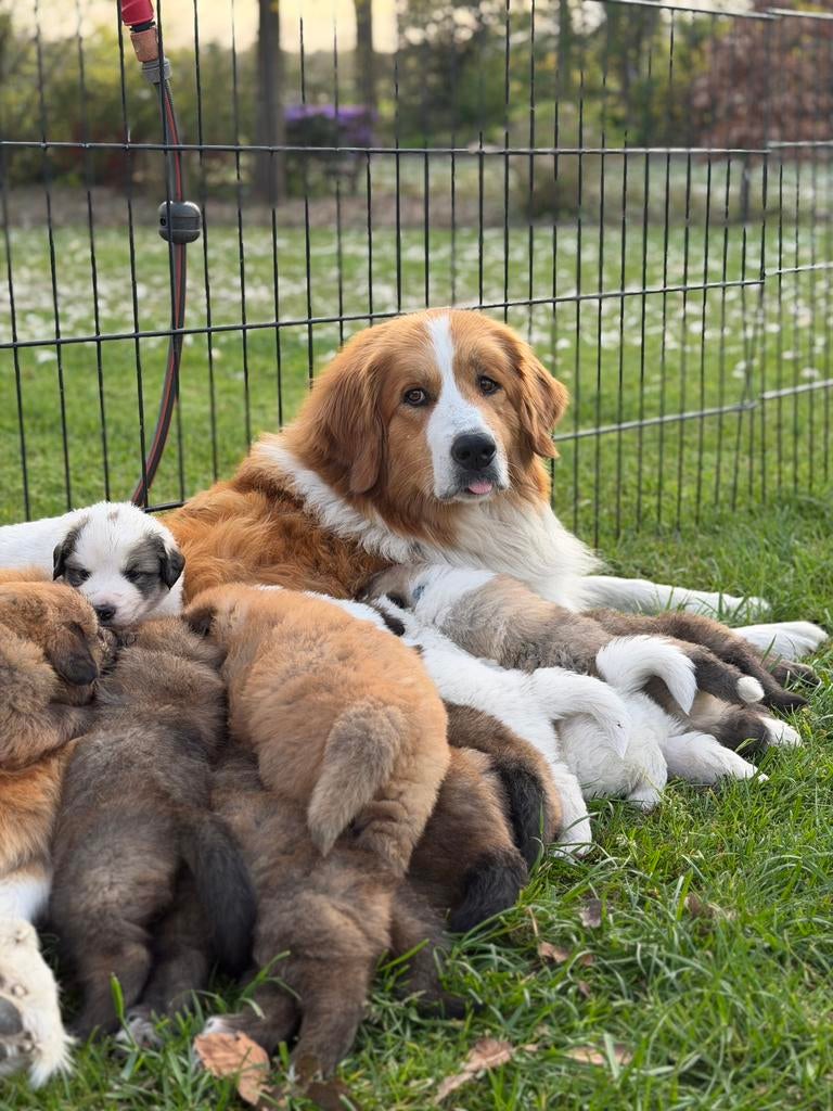 Pups Pyreneese Berghond mix (Leonberger/Berner Sennen), 8 tot 15 weken, Groot, Meerdere, Meerdere dieren