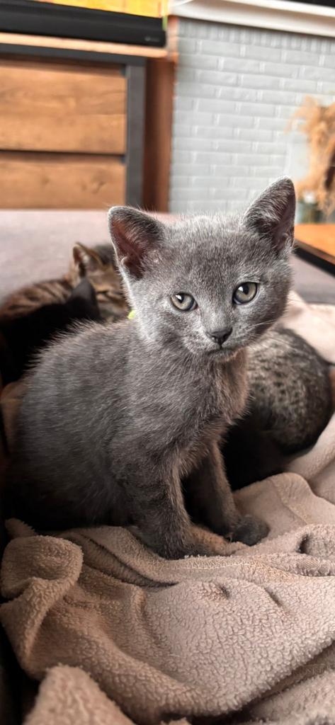 Britse korthaar X bengaal.1 grijs poesje  beschikbaar, Dieren en Toebehoren, Katten en Kittens | Raskatten | Korthaar, Meerdere dieren