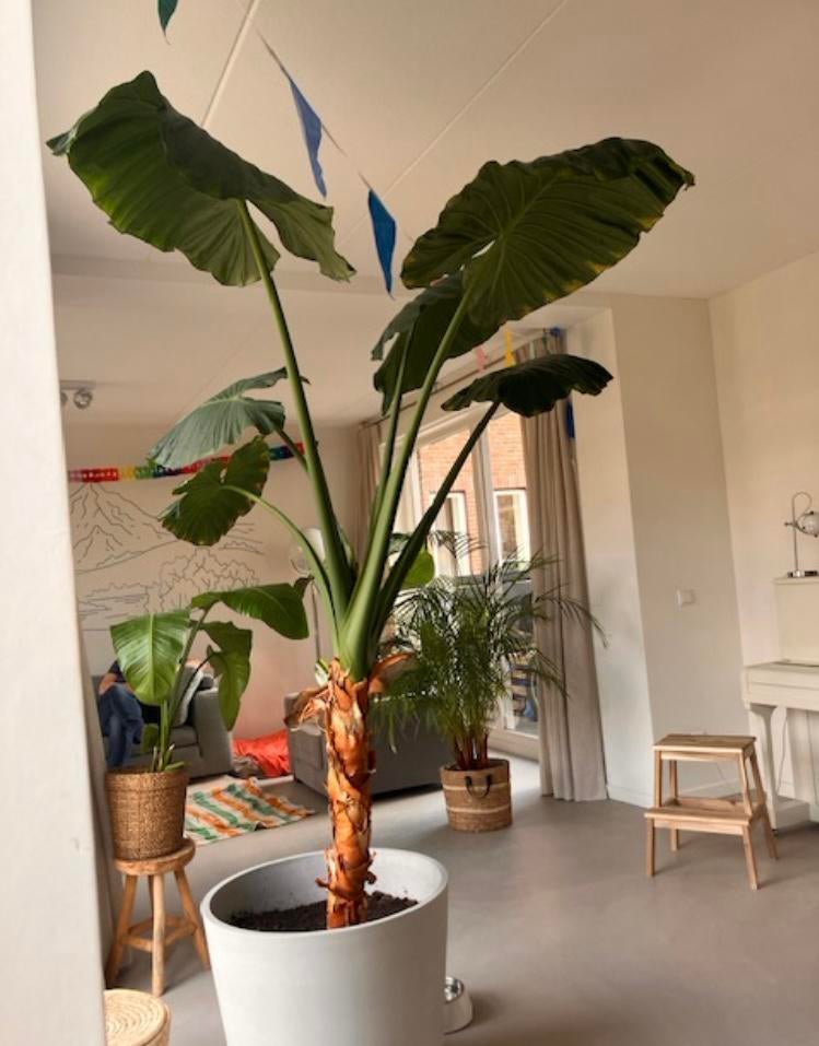 Prachtige hele grote olifanstoor Alocasia 'Macrorrhiza', Huis en Inrichting, Kamerplanten, Ophalen, Halfschaduw, 200 cm of meer