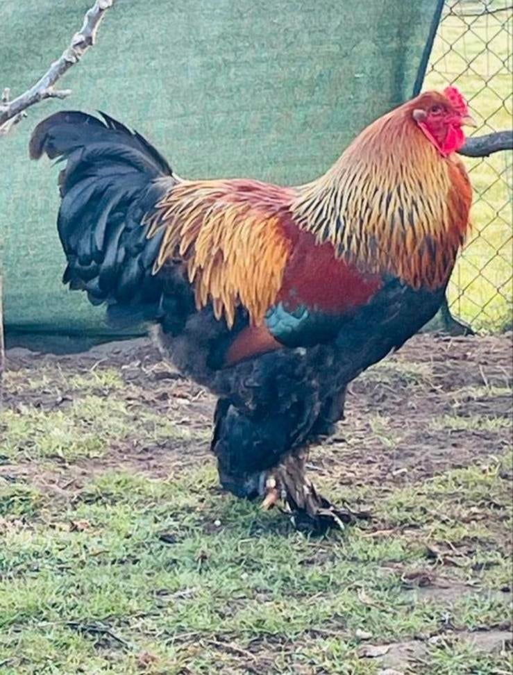 Broedeieren goudpatrijs brahma groot, Dieren en Toebehoren, Pluimvee, Vrouwelijk, Kip