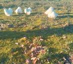 Mooie cochin cochinkriel cochin krielen cochin kriel, Dieren en Toebehoren, Pluimvee, Meerdere dieren, Kip