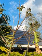 Anna Pauwlonia, 250 tot 400 cm, Zomer, Zuilboom, Ophalen