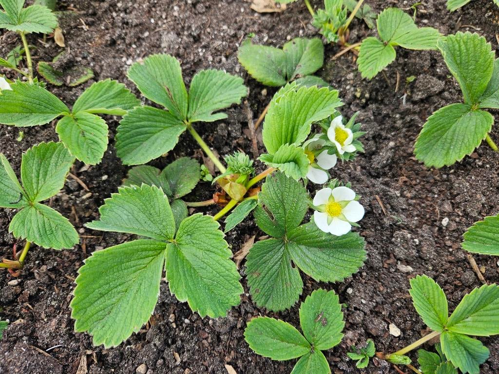 Ananas aardbei / witte aardbei planten /pineberry biologisch, Ophalen of Verzenden, Lente, Vaste plant, Fruitplanten