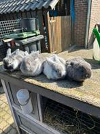 Jonge dwerg konijntjes, Dieren en Toebehoren, Meerdere dieren, Dwerg, 0 tot 2 jaar