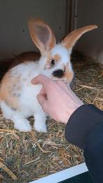 Tamme aanhankelijke jonge konijnen te koop, Dieren en Toebehoren, Konijnen, Meerdere dieren, Middelgroot, 0 tot 2 jaar