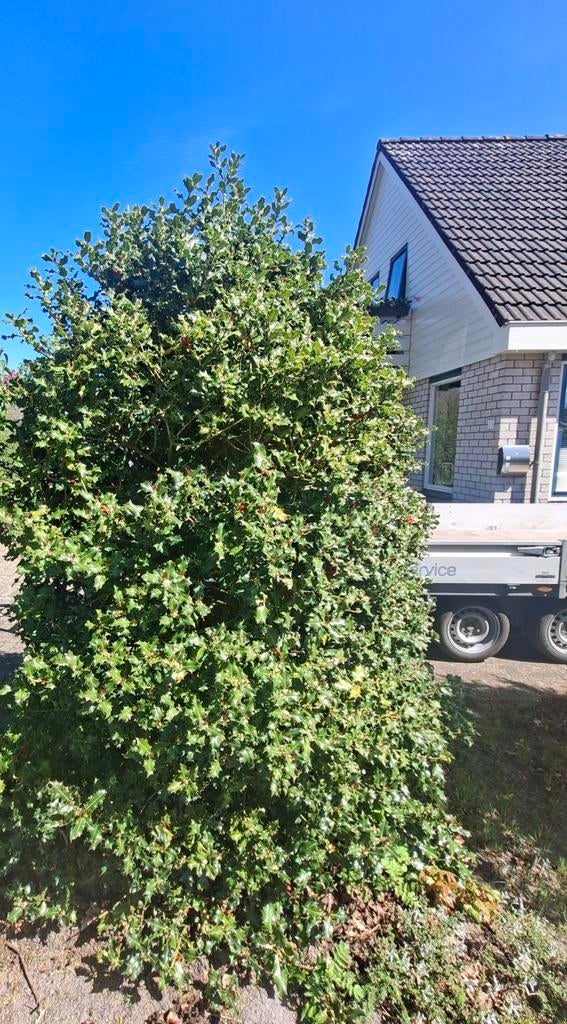 Hulst struik, gratis, zelf uitgraven., Ophalen, Hulst, Struik, 100 tot 250 cm