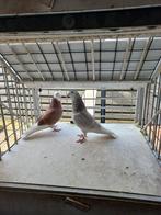 3 Birmingham rollers te koop, Dieren en Toebehoren, Meerdere dieren, Overige soorten