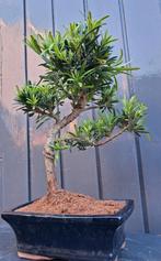 1 Bonsai Boeddha Den- Podocarpus Macrophyllus- 27 Cm Hoog., Tuin en Terras, Bloeit niet, Minder dan 100 cm, Volle zon, In pot