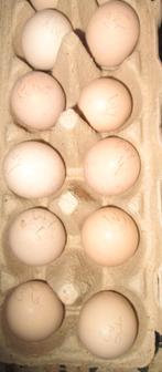 wyandotte broedeieren, Dieren en Toebehoren, Pluimvee, Geslacht onbekend, Kip