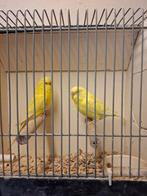 Grasparkieten in diverse kleuren, Dieren en Toebehoren, Vogels | Parkieten en Papegaaien, Meerdere dieren, Parkiet