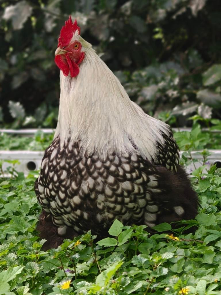 Orpington groot broedeieren zijn er weer!, Dieren en Toebehoren, Pluimvee, Geslacht onbekend, Kip