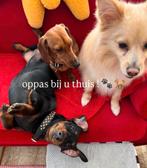 Luna's hondenoppas 🐕🐾, Particuliere oppas