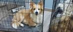 Leo, corgi mix reutje gec 2 jaar, Particulier, Reu, 1 tot 2 jaar, Buitenland