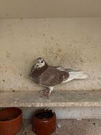 Sierduif, Vrouwelijk, Overige soorten