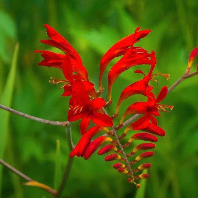 Crocosmia 'Lucifer' zaden zaad zaadjes. Montbretia 1,75 euro, Tuin en Terras, Bloembollen en Zaden, Halfschaduw, Ophalen of Verzenden