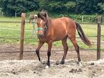 Prachtige 2 jarige new forest & jaarling Arabier, Dieren en Toebehoren, Ruin, E pony (1.48m - 1.57m), Met stamboom, 0 tot 2 jaar