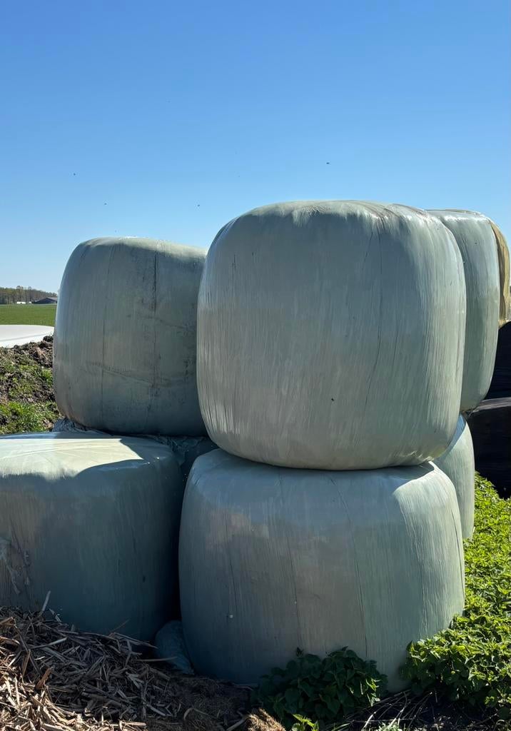 Grote balen voordrooghooi/kuil, Ophalen, Vee