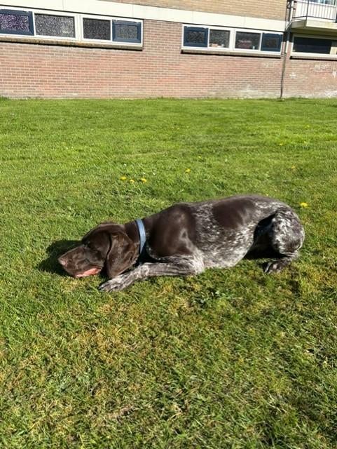 Duitse staande korthaar, Duitse Staande hond, 15 weken tot 1 jaar, Reu, CDV (hondenziekte)