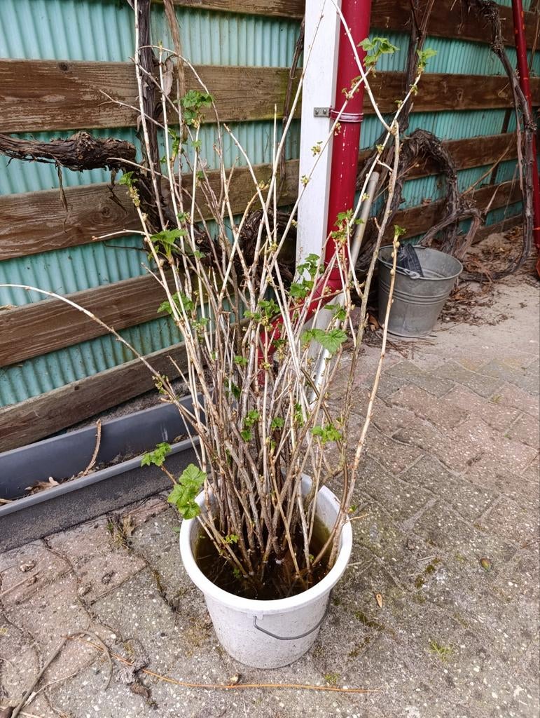 Stekken zwarte bessenstruik met en zonder wortels, Tuin en Terras, Ophalen, Lente, Vaste plant, Fruitplanten