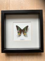 Vlinder Urania Ripheus of Madagascar Dagpauwoog in lijst, Ophalen of Verzenden, Zo goed als nieuw, Insect, Opgezet dier