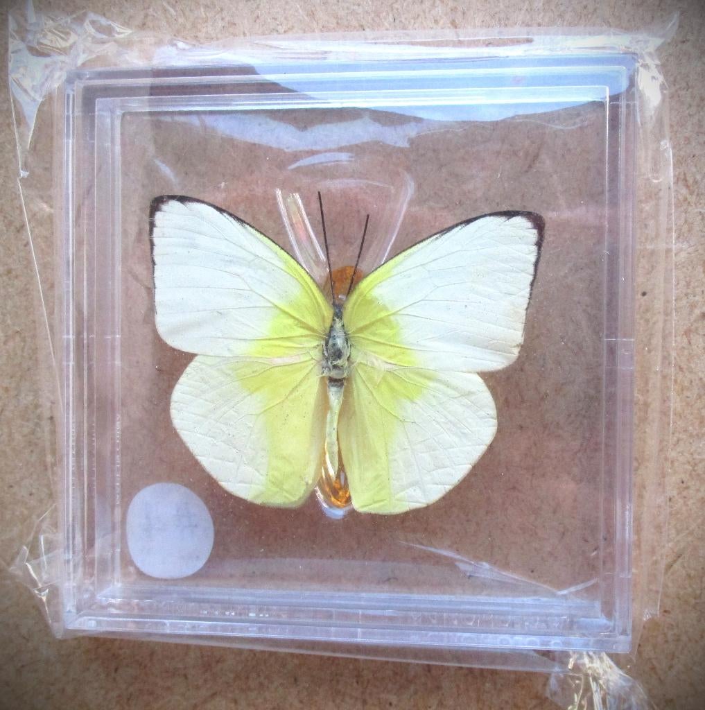 Citroenvlinder~Geprepareerde vlinder~Echt vlindertje, Ophalen of Verzenden, Nieuw, Insect, Opgezet dier