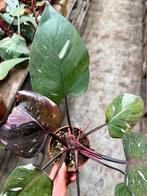 Philodendron Red Anderson p12, Ophalen of Verzenden, Halfschaduw, Minder dan 100 cm