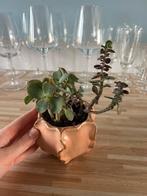 Gratis klein plant, Ophalen of Verzenden, Halfschaduw, Minder dan 100 cm